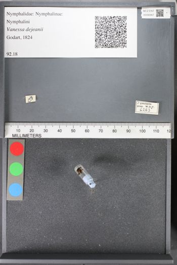 Media type: image;   Entomology 92867